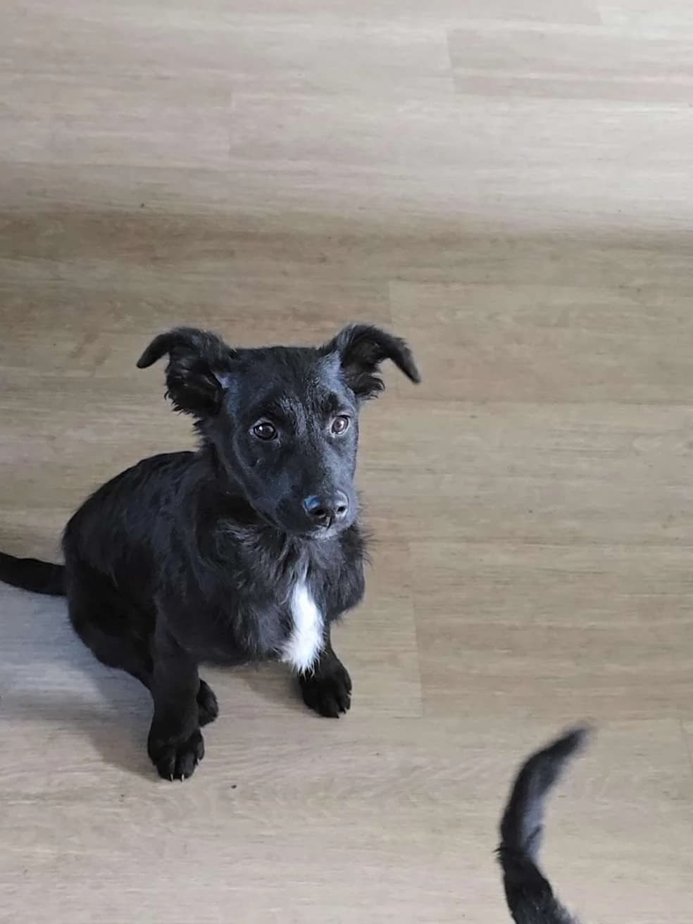 Balou ♂ pup, young Mixed Breed for adoption at stichting Idemo