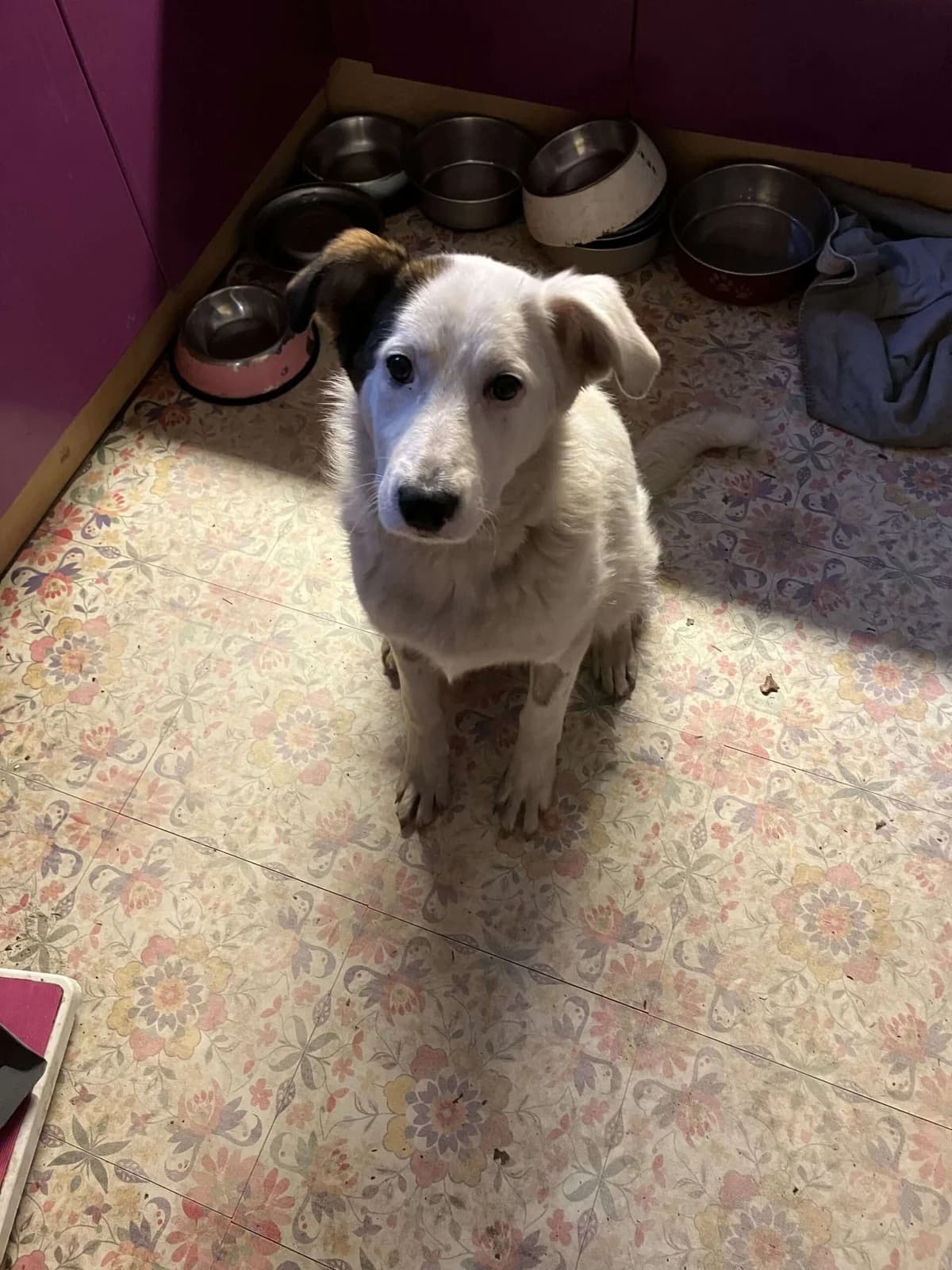 Bejka ♀ 9 mnd, Mixed Breed (stichting Idemo)