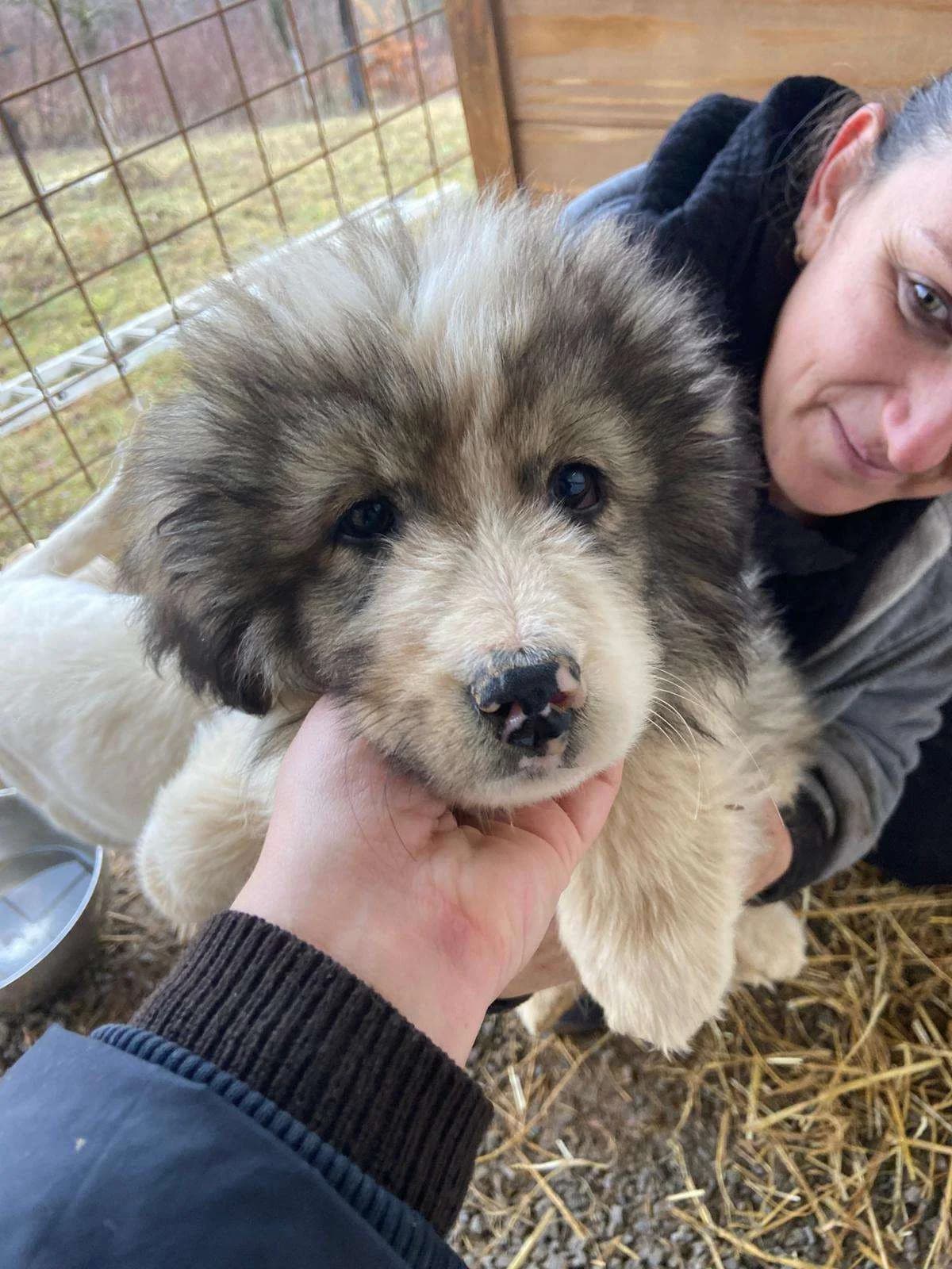 Pueblo ♂ pup, young Mixed Breed for adoption at stichting Idemo