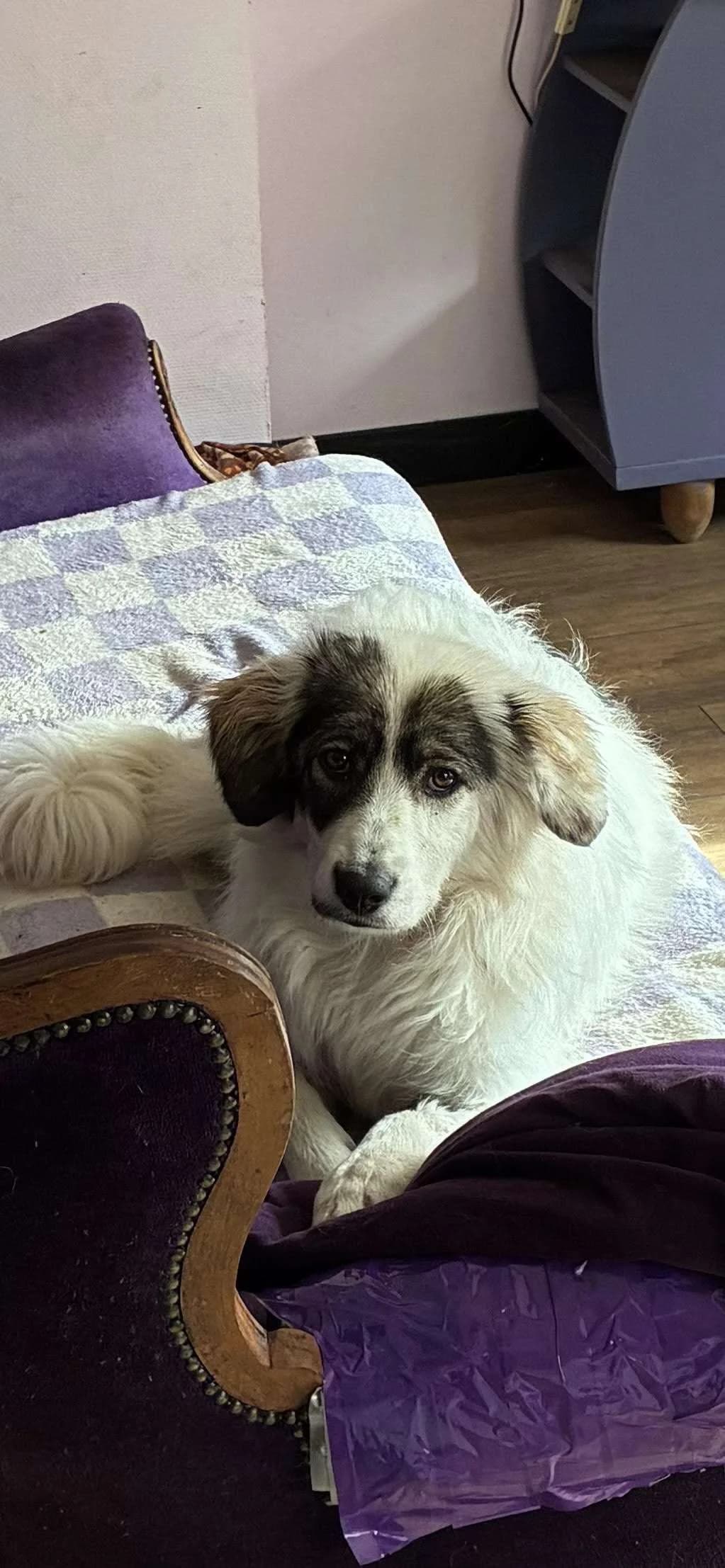 Asja ♀ 9 mnd, Mixed Breed (stichting Idemo)