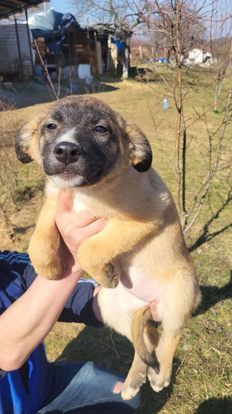 Daira ♀ pup, Mixed Breed (stichting Idemo)