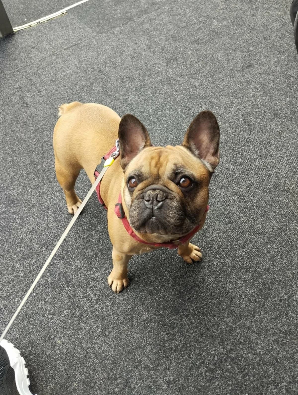 Lady 5 jaar, 5yo Mixed Breed for adoption at stichting Idemo
