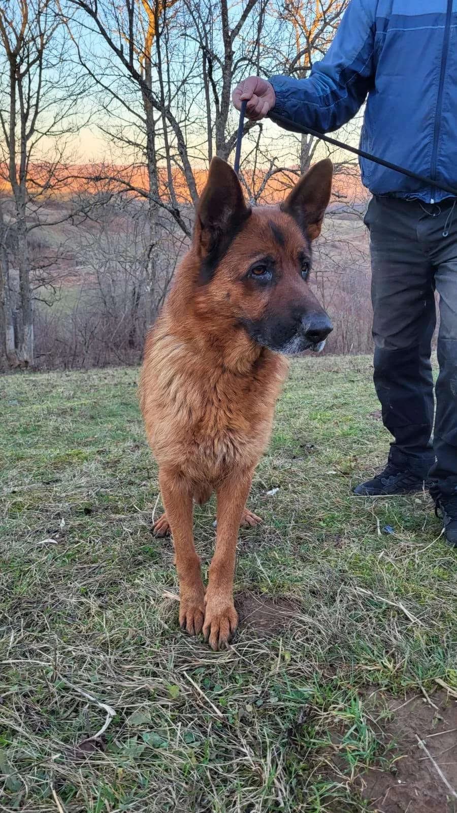 Mia♀6 jaar, Mixed Breed (stichting Idemo)