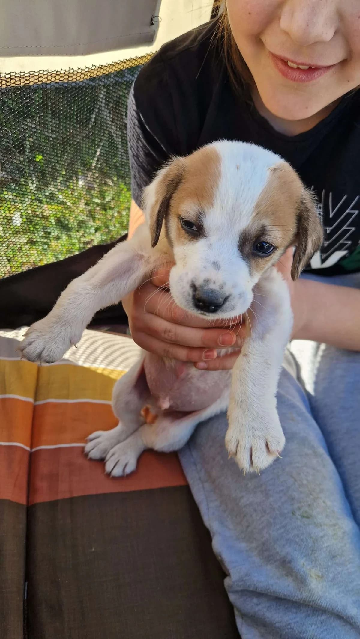 Pongo ♂ pup, puppy Mixed Breed for adoption at stichting Idemo
