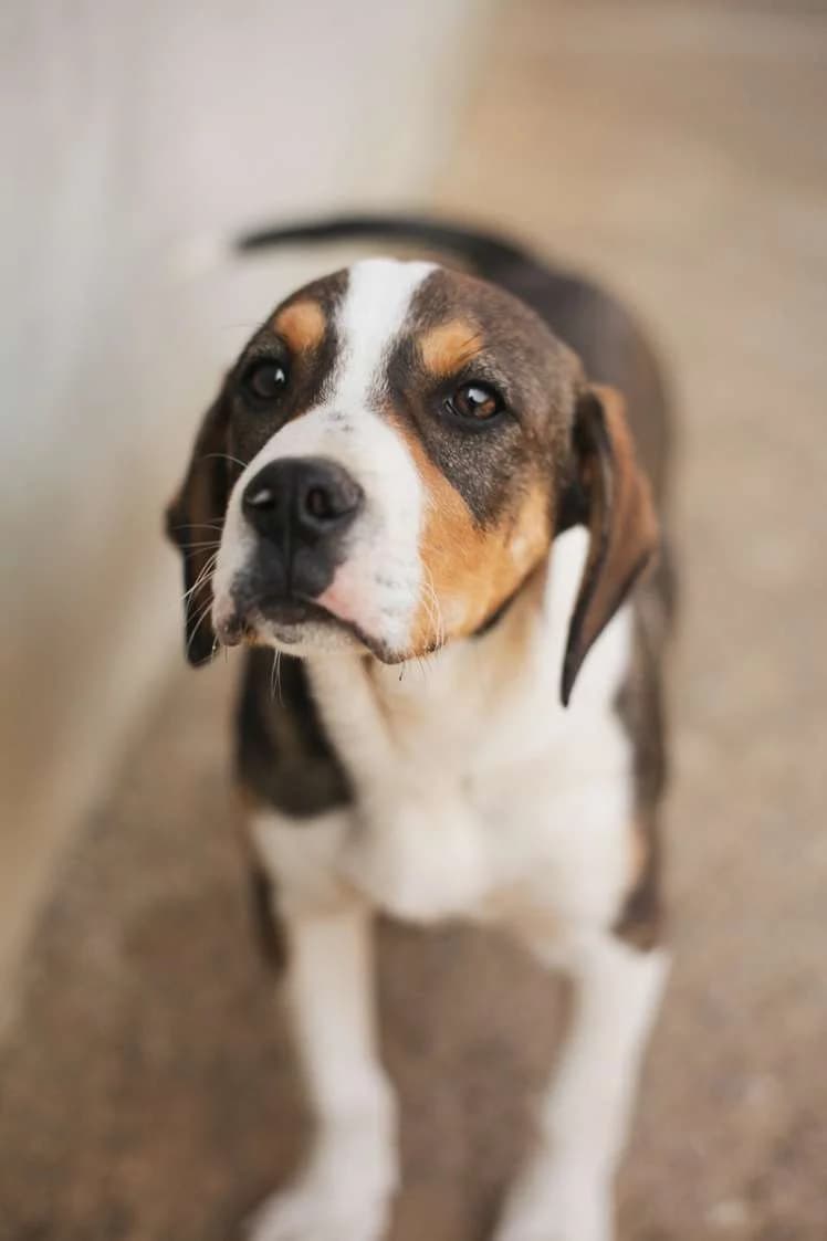 Bendzi ♂ Pup, Mixed Breed for adoption at stichting Idemo
