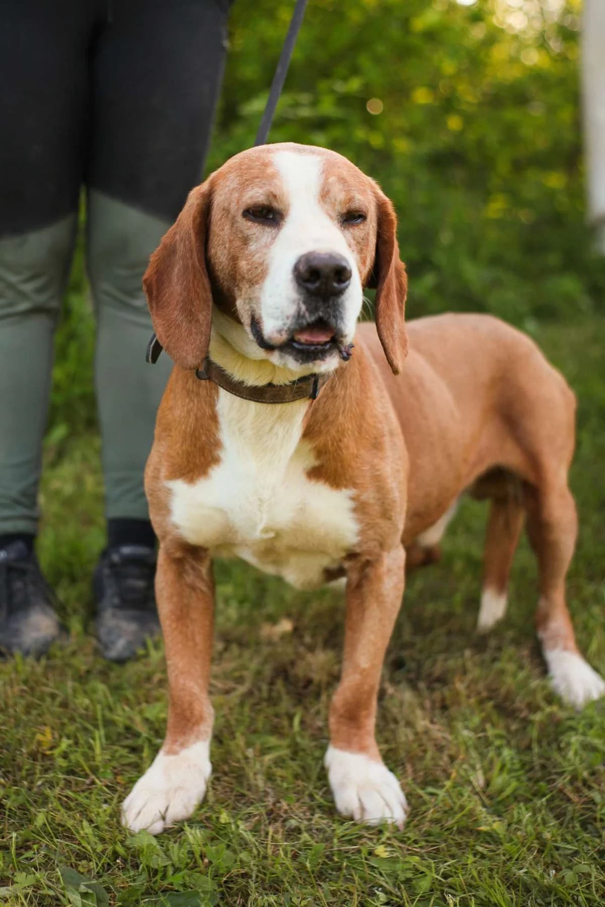 Posi ♂ 6 jaar,  6yo Mixed Breed for adoption at stichting Idemo
