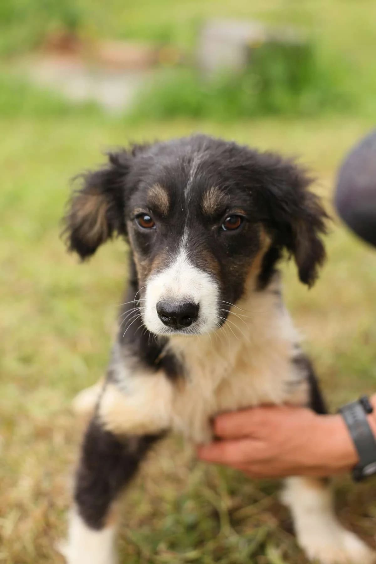 Esterita ♀ Pup, Mixed Breed (stichting Idemo)