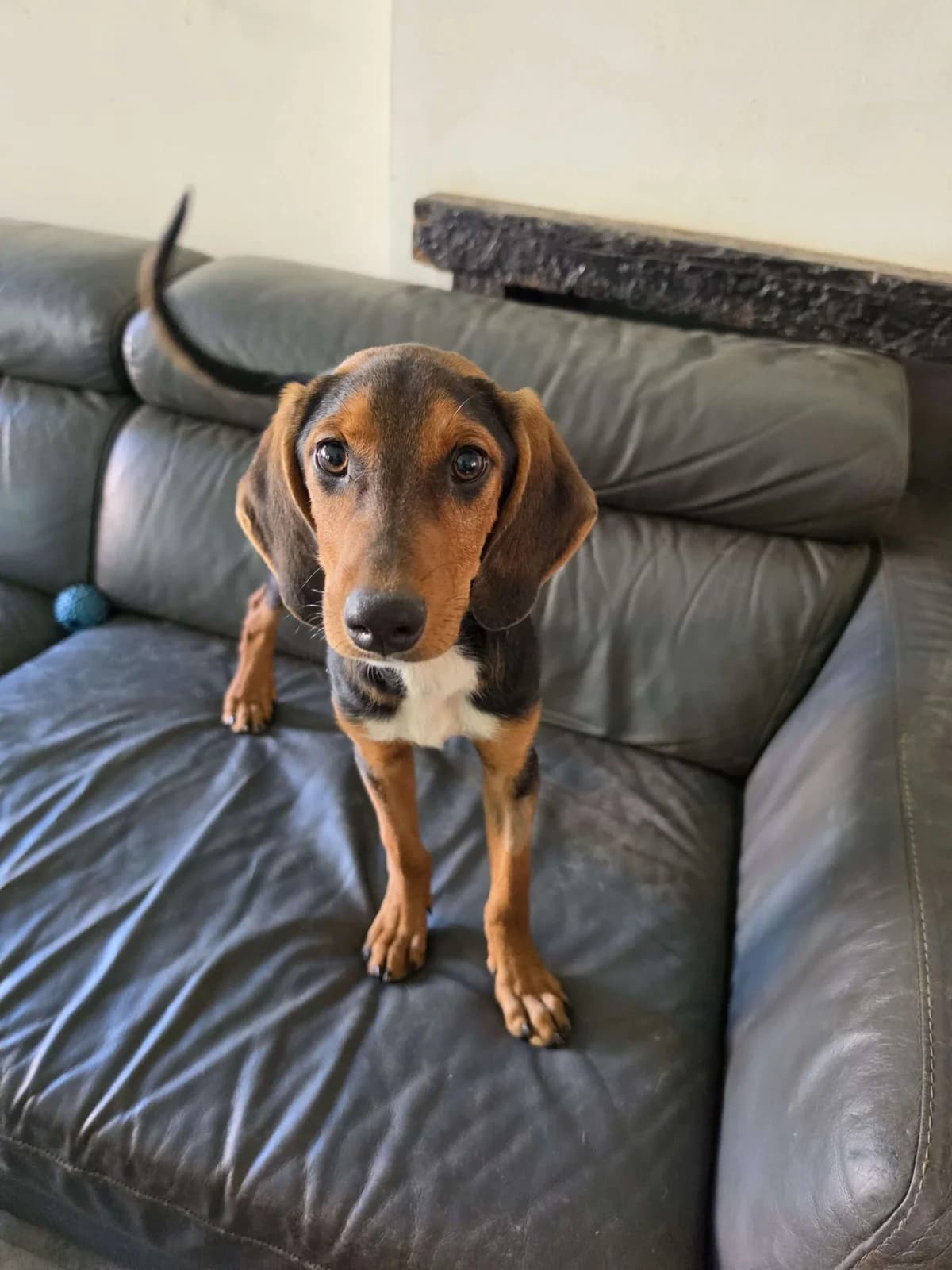 Murphy ♂ Pup, Mixed Breed (stichting Idemo)