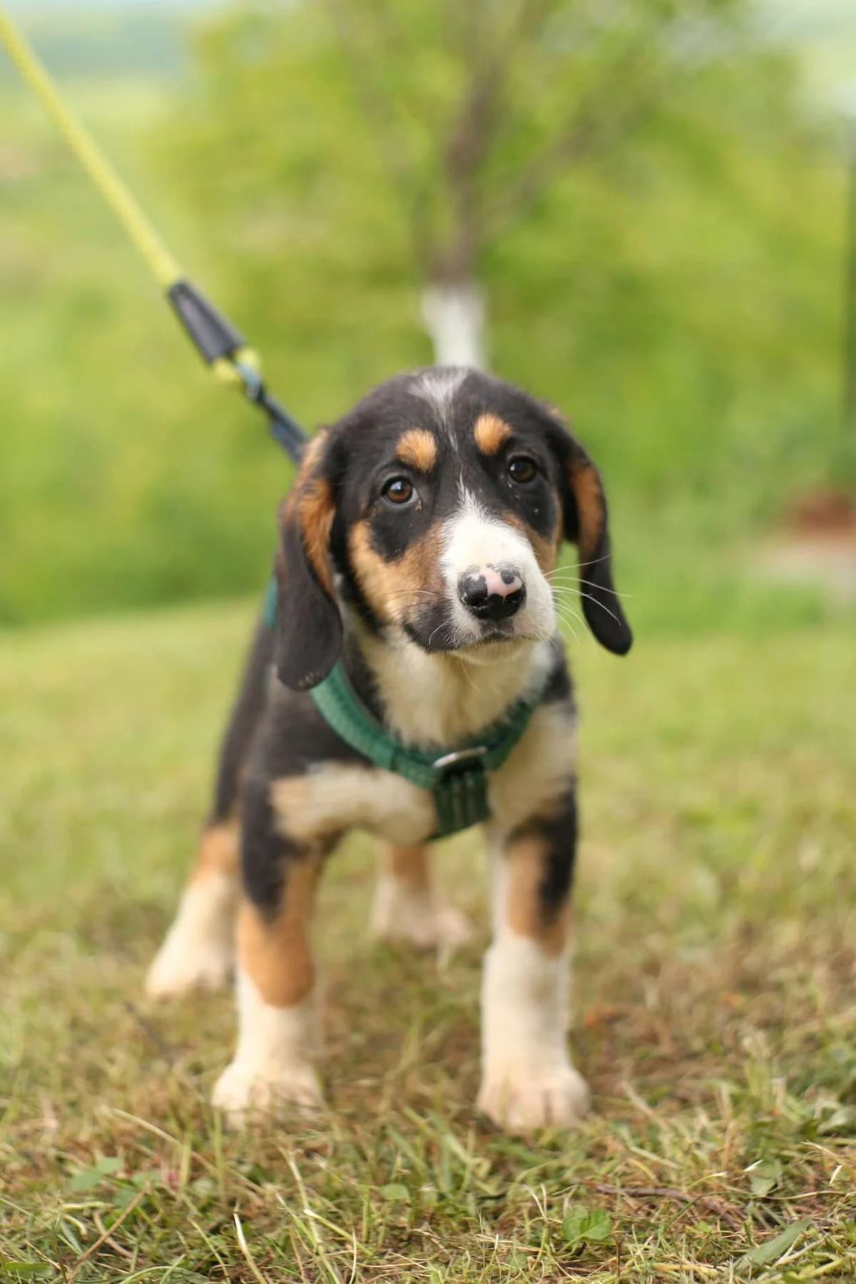 Alberta ♀ Pup,  puppy Mixed Breed for adoption at stichting Idemo
