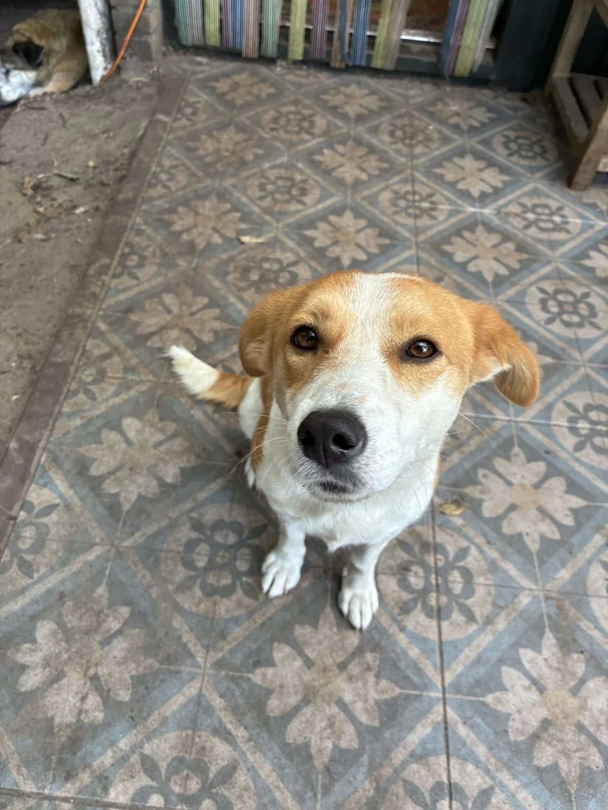 Flower ♀ 2 jaar,  young Mixed Breed for adoption at stichting Idemo