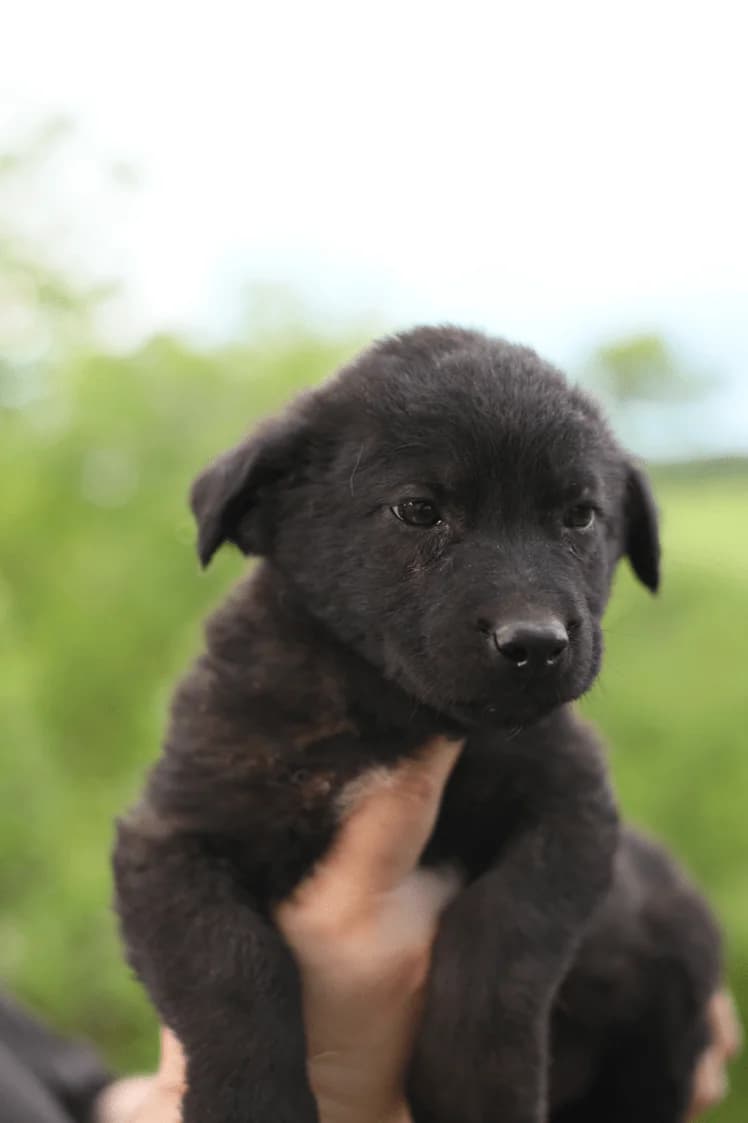 Pete ♂ Pup,  puppy Mixed Breed for adoption at stichting Idemo