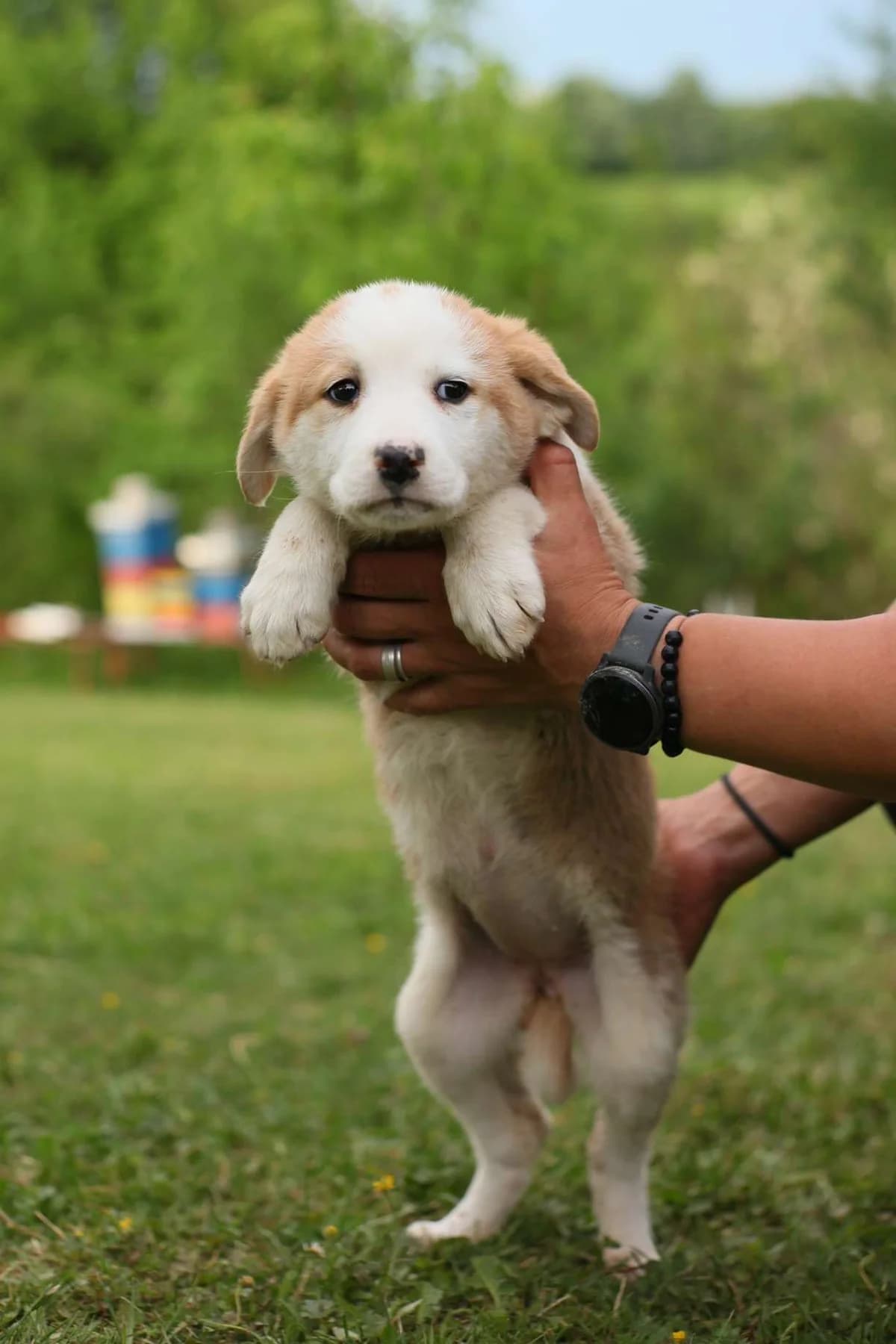 Madison ♀ Pup, Mixed Breed (stichting Idemo)
