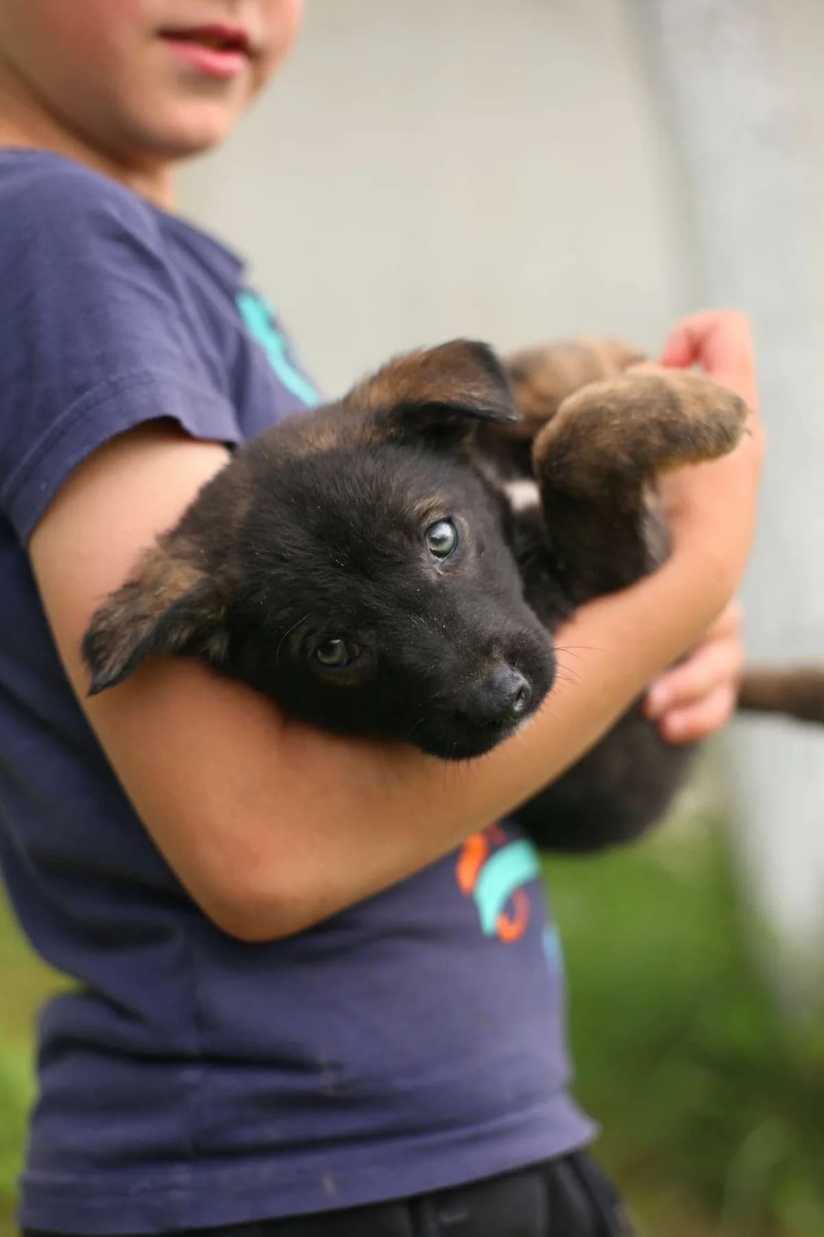 Tui ♀ Pup, Mixed Breed (stichting Idemo)