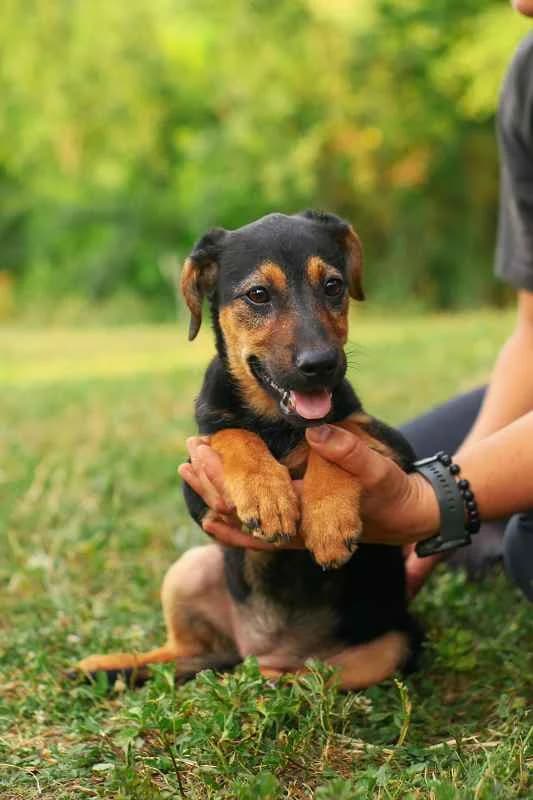 Nera ♀ pup, Mixed Breed (stichting Idemo)