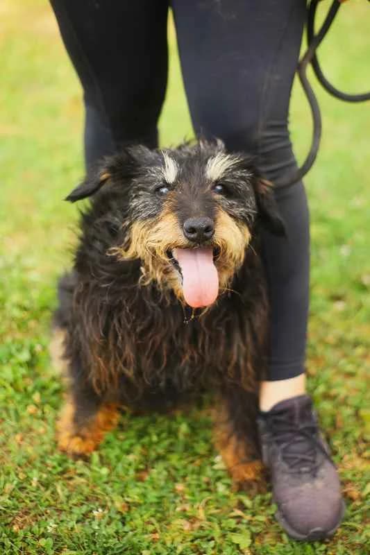 Mila ♀ 5 jaar /Blind, Mixed Breed (stichting Idemo)