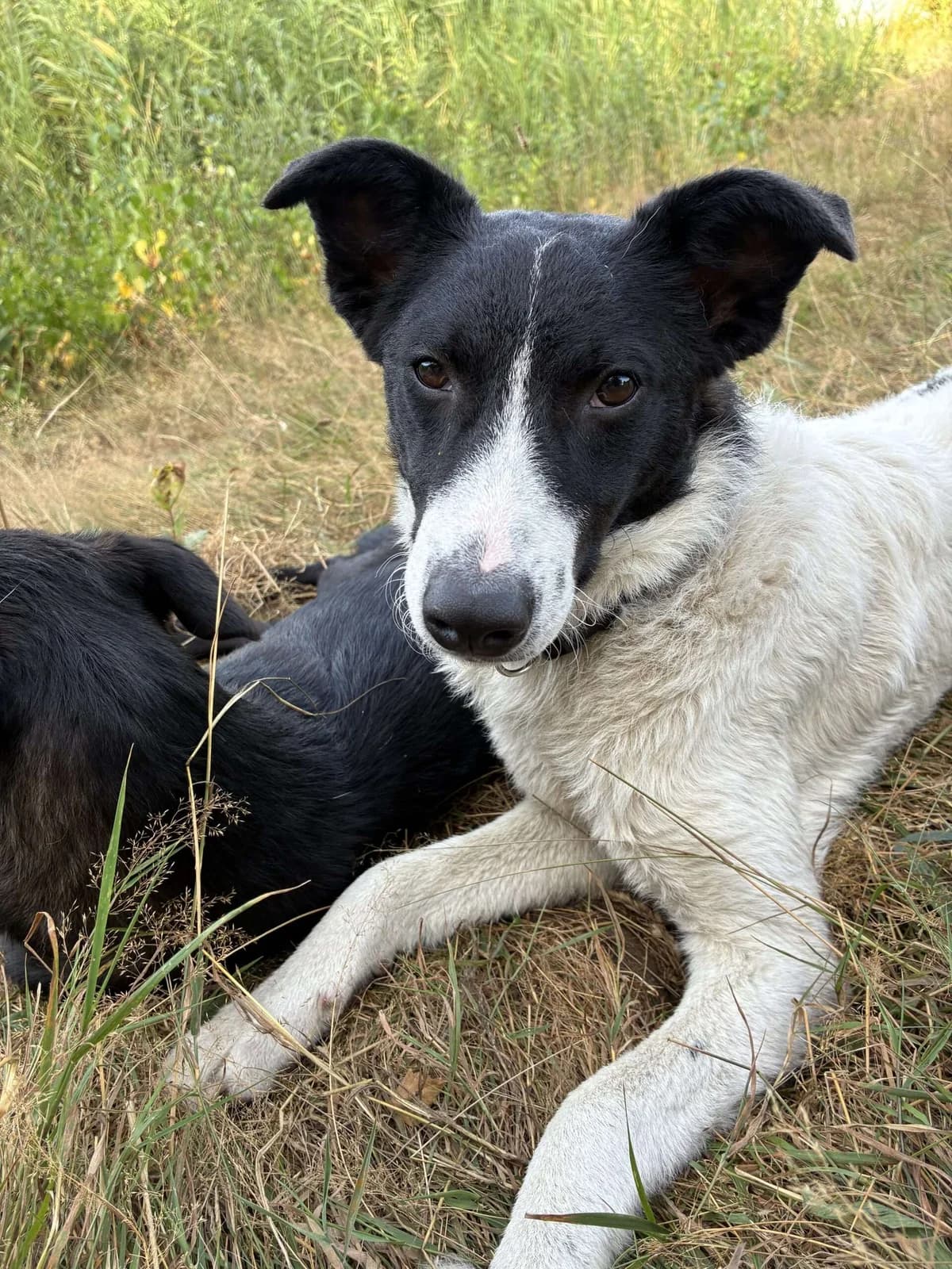 Dobby 9 mnd,  7yo Mixed Breed for adoption at stichting Idemo