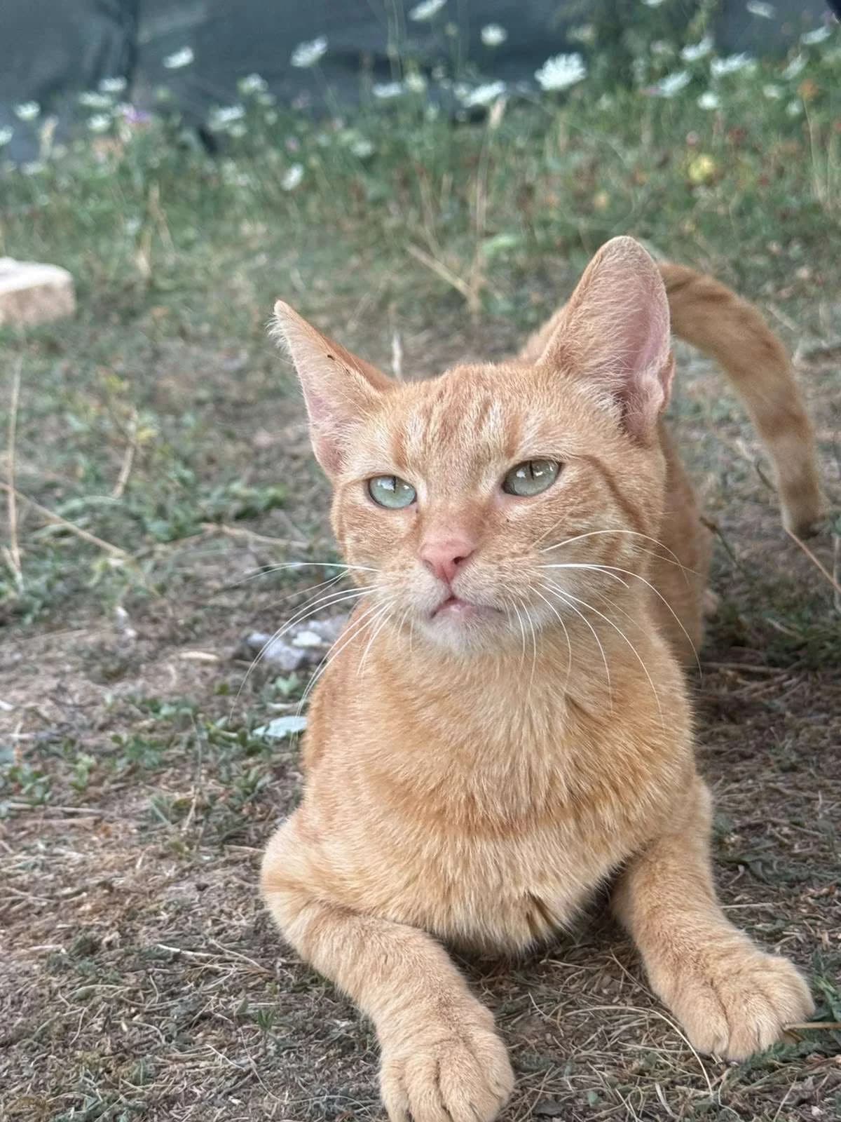 Cleopatra, female young Mixed Breed for adoption at stichting Idemo