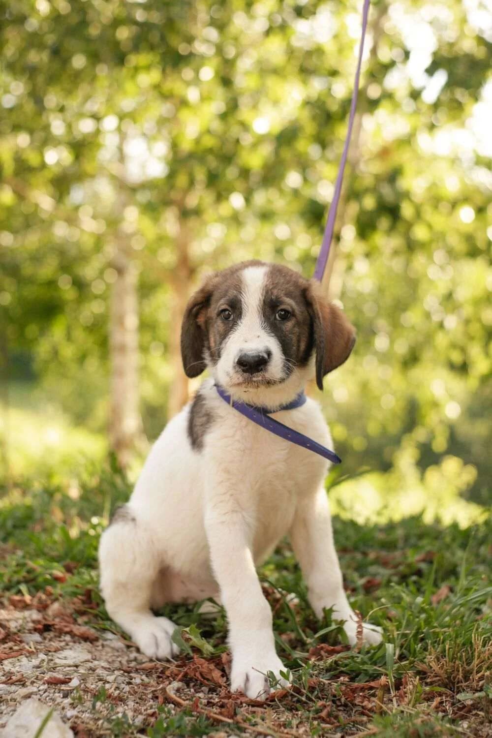 Sava ♂ pup,  puppy Mixed Breed for adoption at stichting Idemo