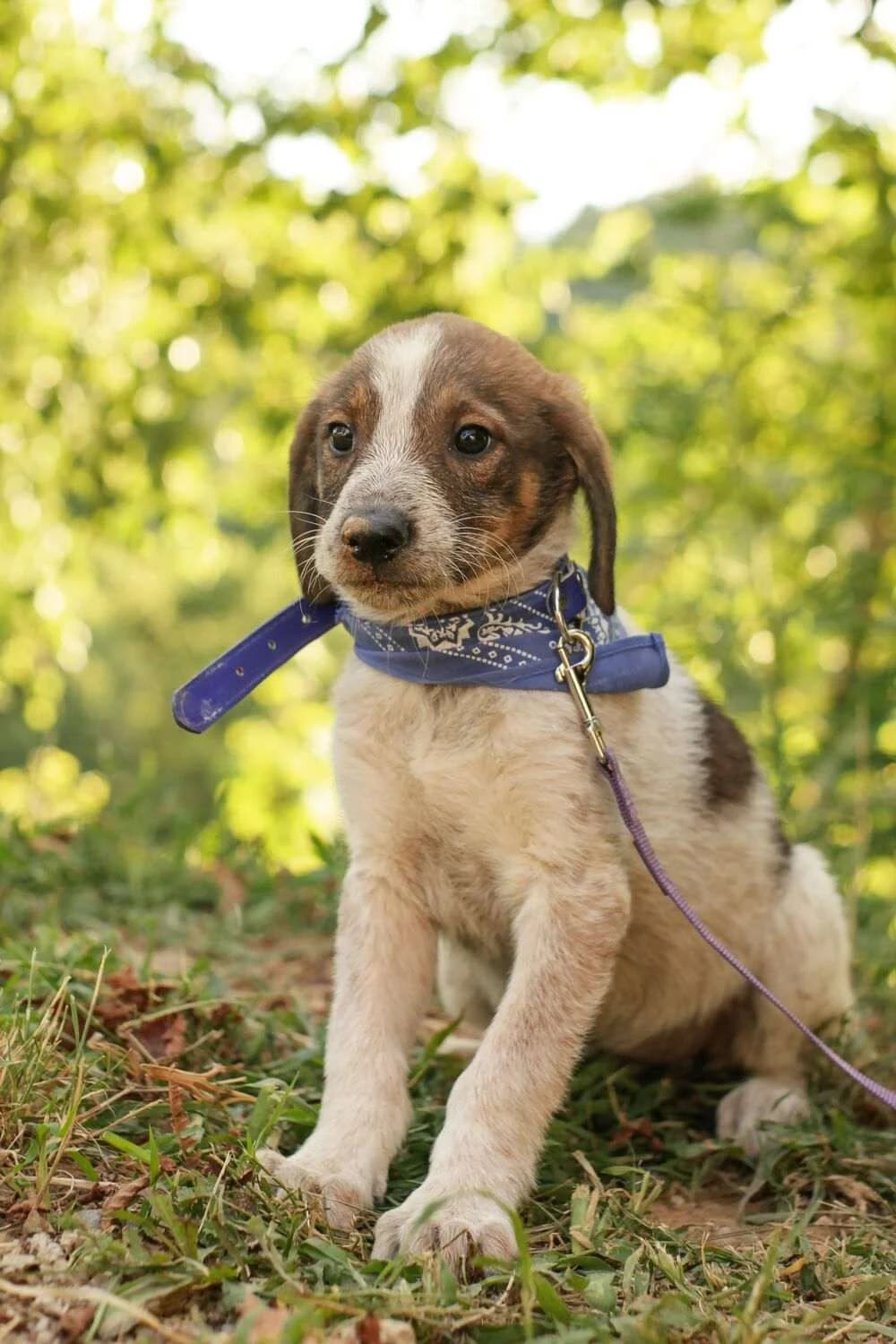 Irea ♀ pup,  puppy Mixed Breed for adoption at stichting Idemo