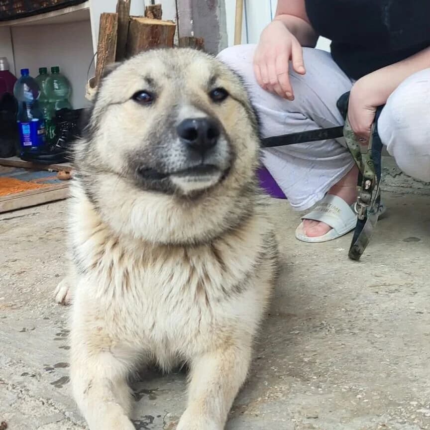 Berry, male young Mixed Breed for adoption at Stichting Woozy
