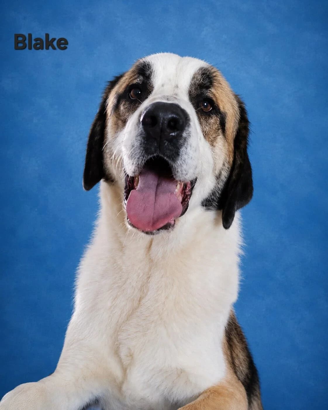 Blake, male young Mixed Breed for adoption at Stichting Woozy