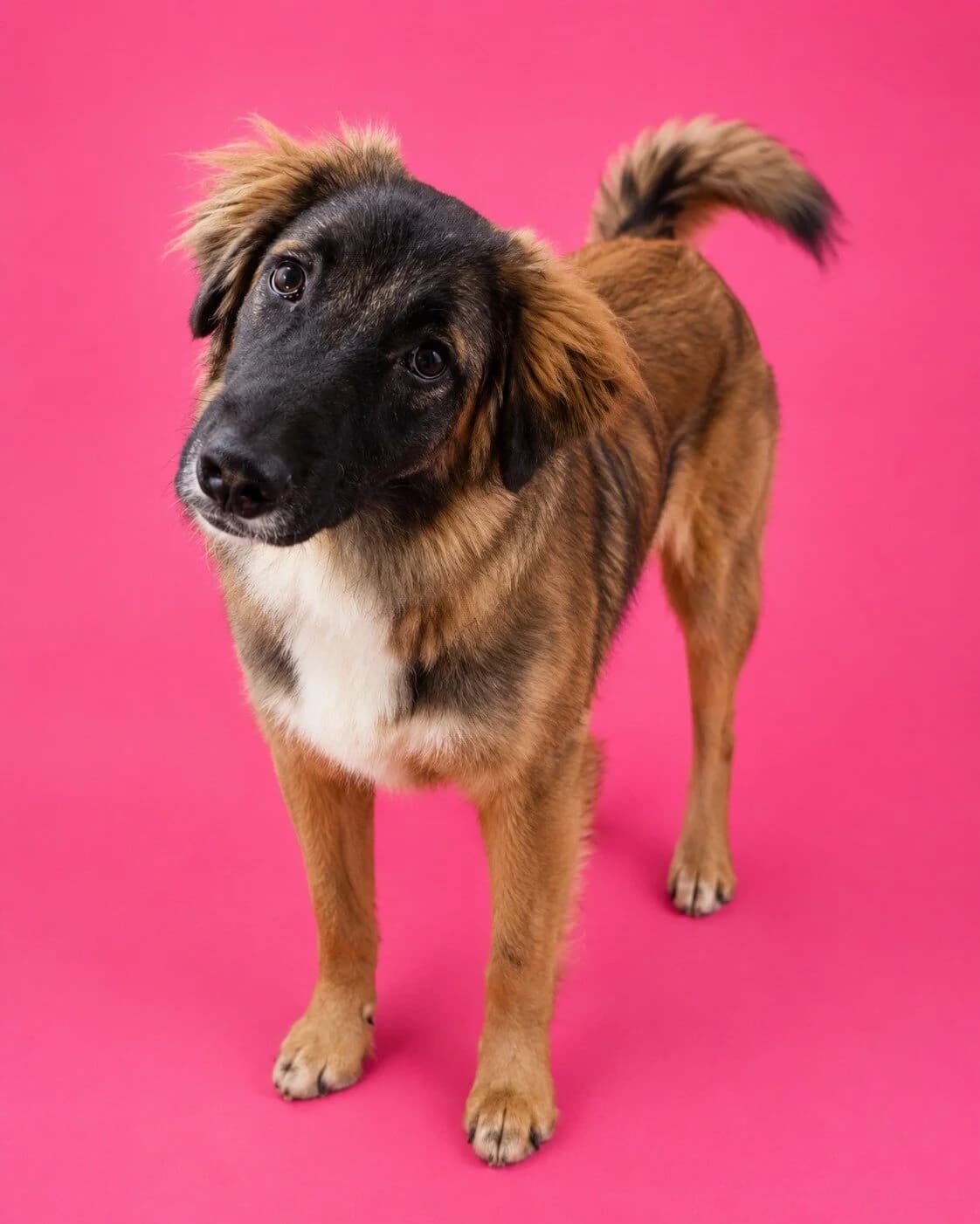 Era, female young Mixed Breed for adoption at Stichting Woozy