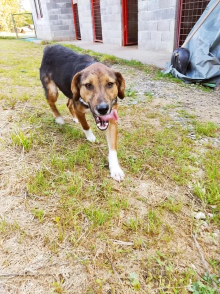 Felix, male 4yo Mixed Breed for adoption at Stichting Woozy
