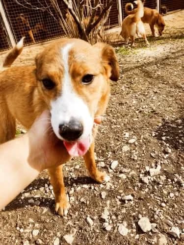 Fox, male 3yo Mixed Breed for adoption at Stichting Woozy