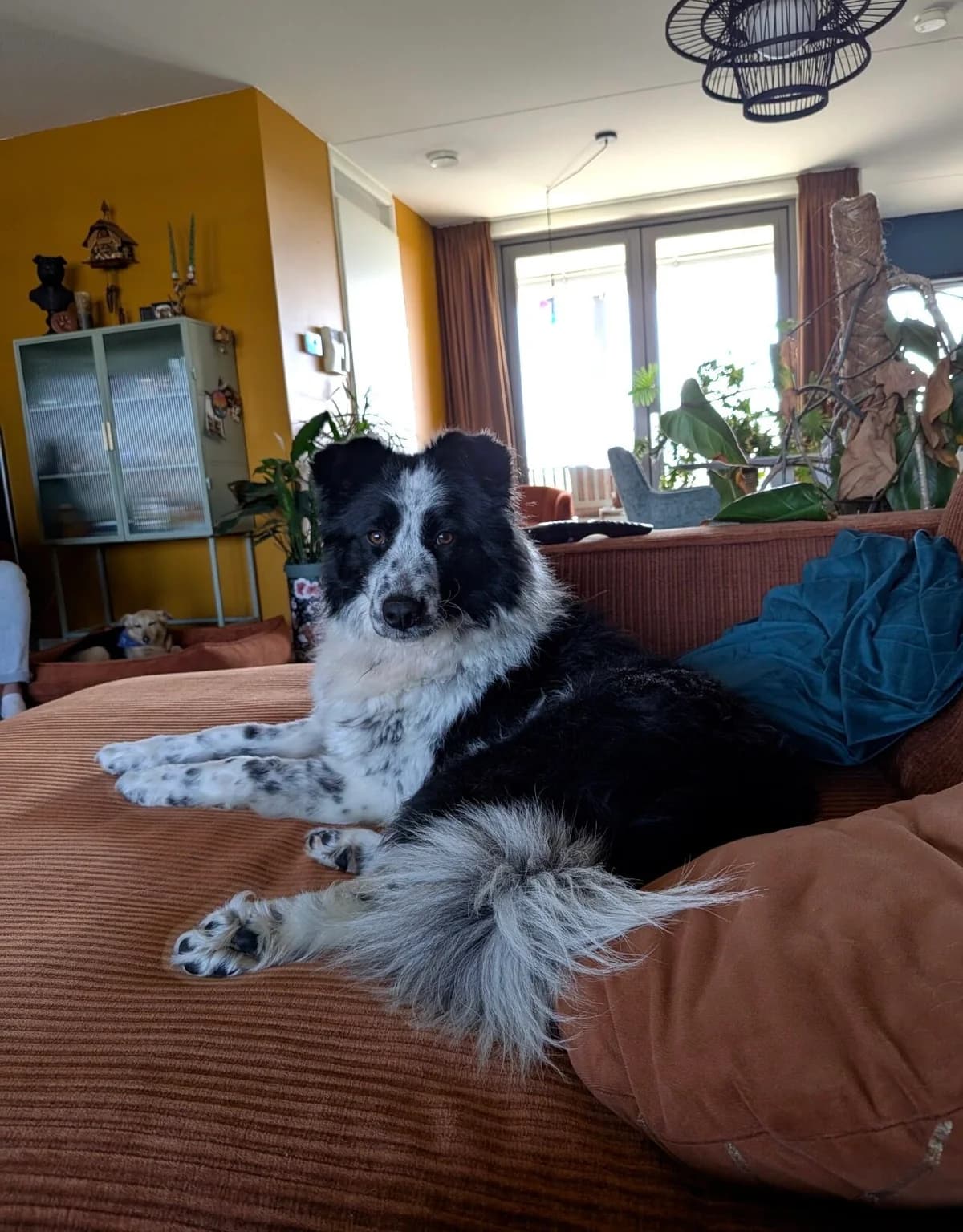 Kelly, female 5yo Mixed Breed for adoption at Stichting Woozy