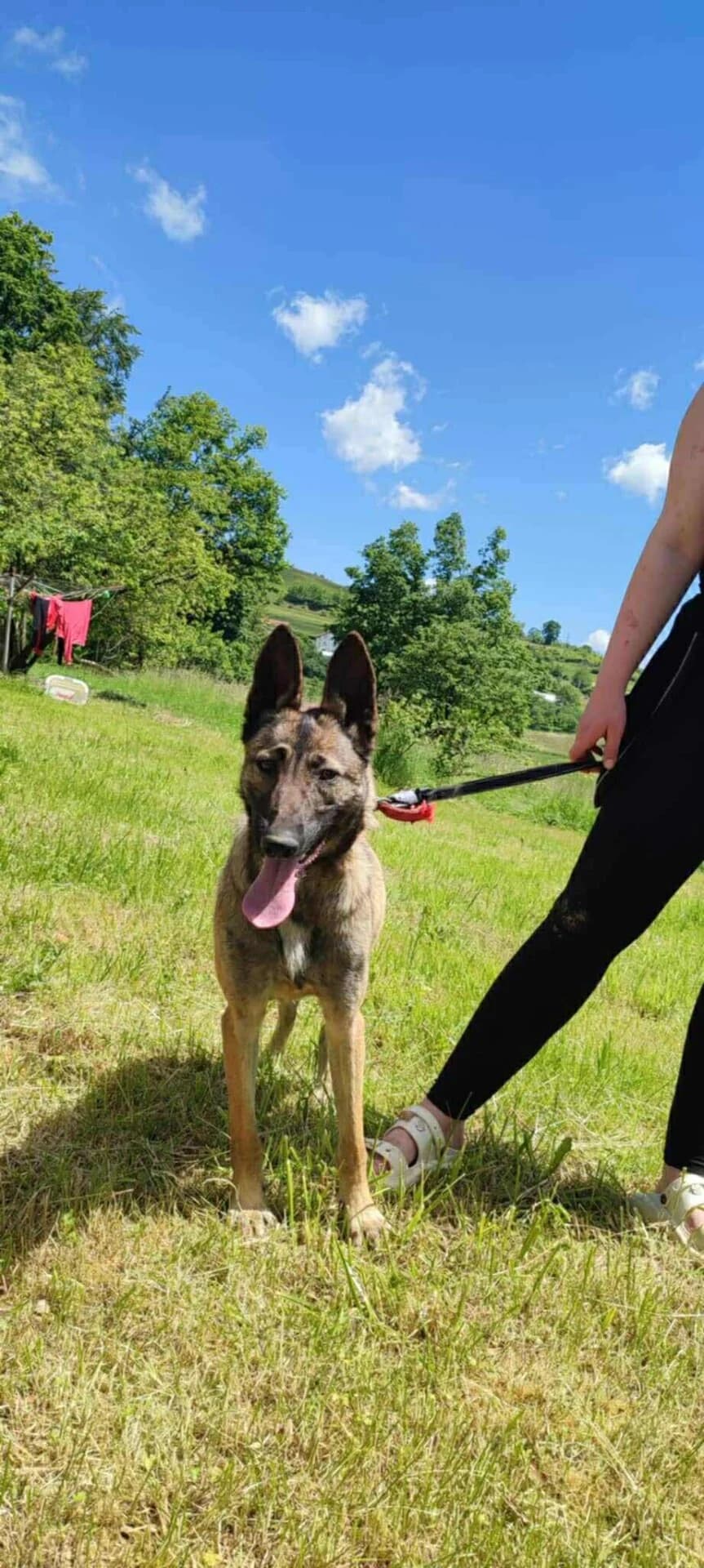 Lexa, female young Mixed Breed for adoption at Stichting Woozy