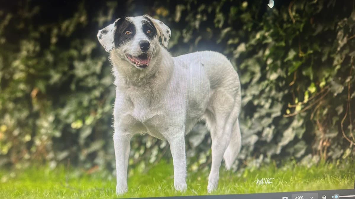 Maria, female Mixed Breed for adoption at Stichting Woozy