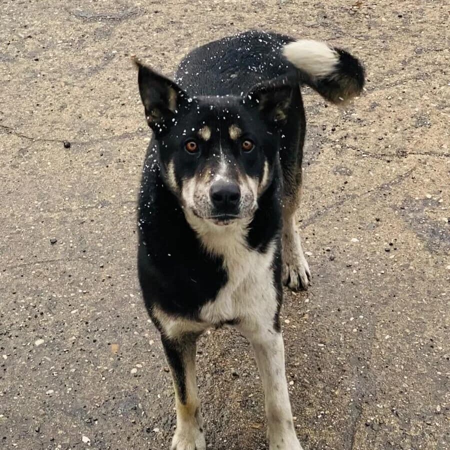 Match, male young Mixed Breed for adoption at Stichting Woozy
