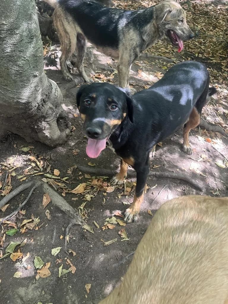 Mia, female 7yo Mixed Breed for adoption at Stichting Woozy