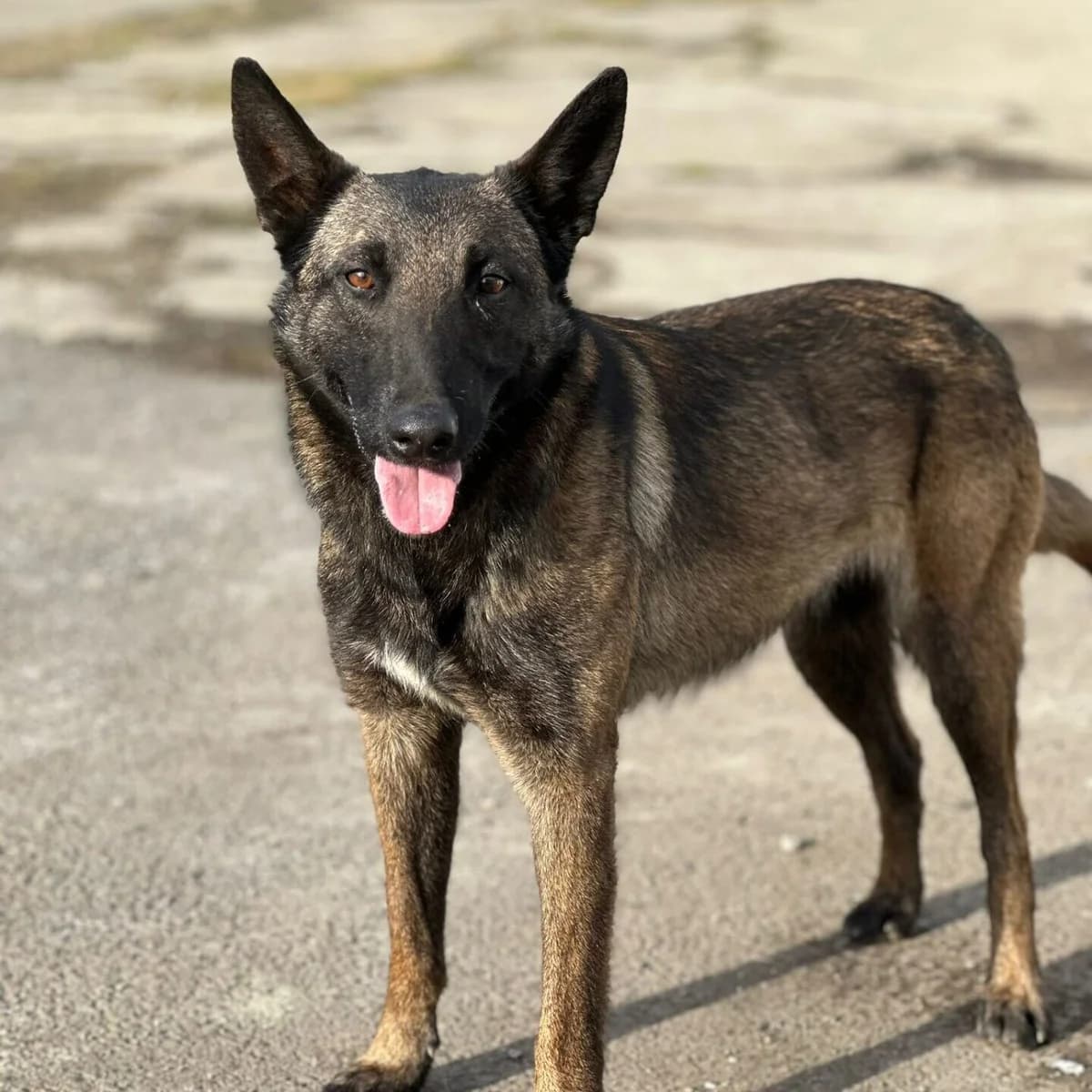 Misty, female 5yo Mixed Breed for adoption at Stichting Woozy