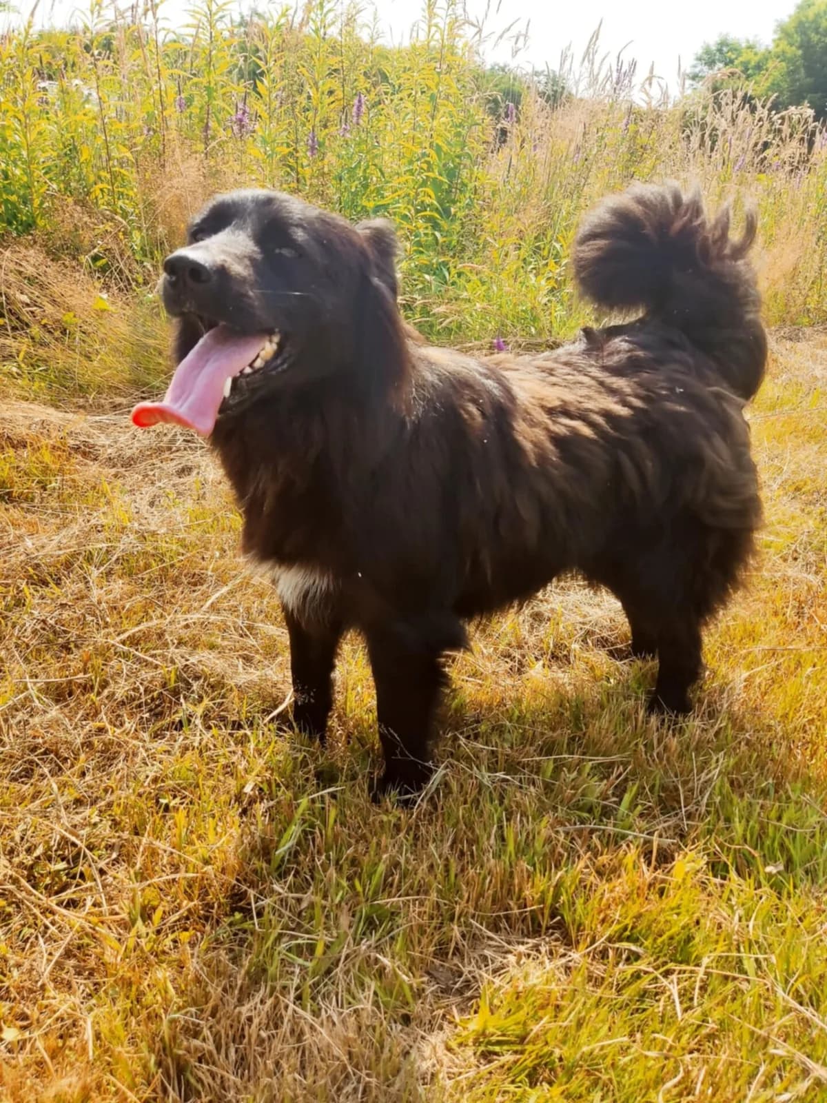 Molly, female 5yo Mixed Breed for adoption at Stichting Woozy