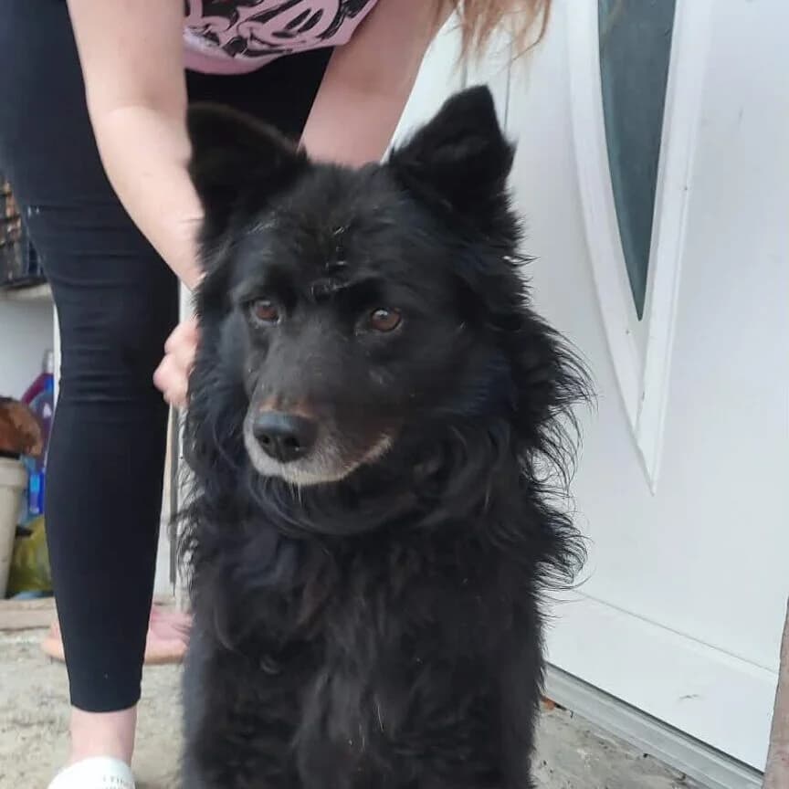 Mouse, male 7yo Mixed Breed for adoption at Stichting Woozy