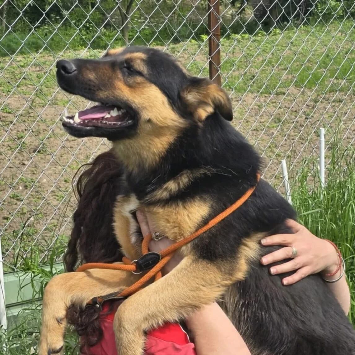 Nelly, female young Mixed Breed for adoption at Stichting Woozy