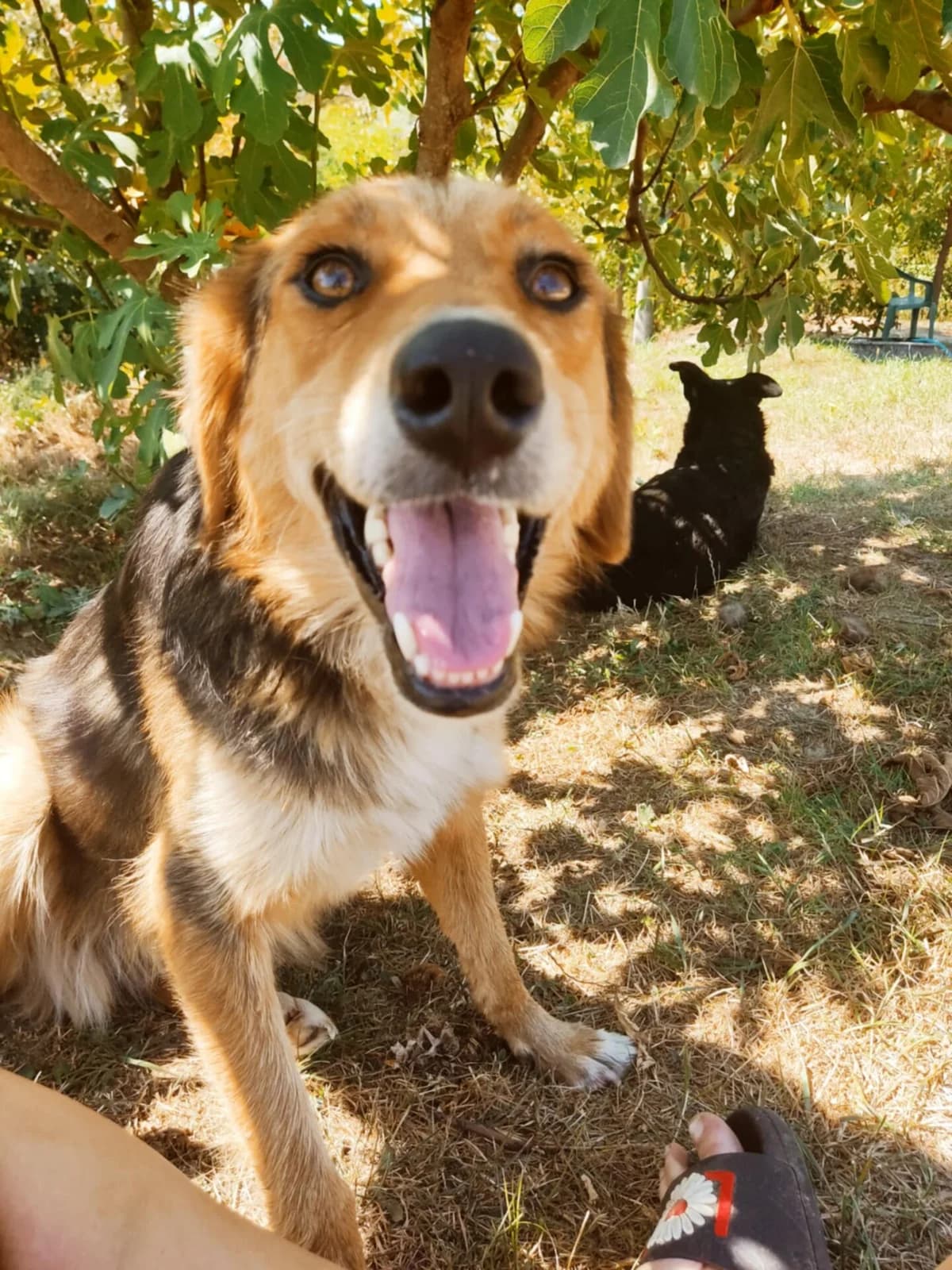 Niki, female 5yo Mixed Breed for adoption at Stichting Woozy