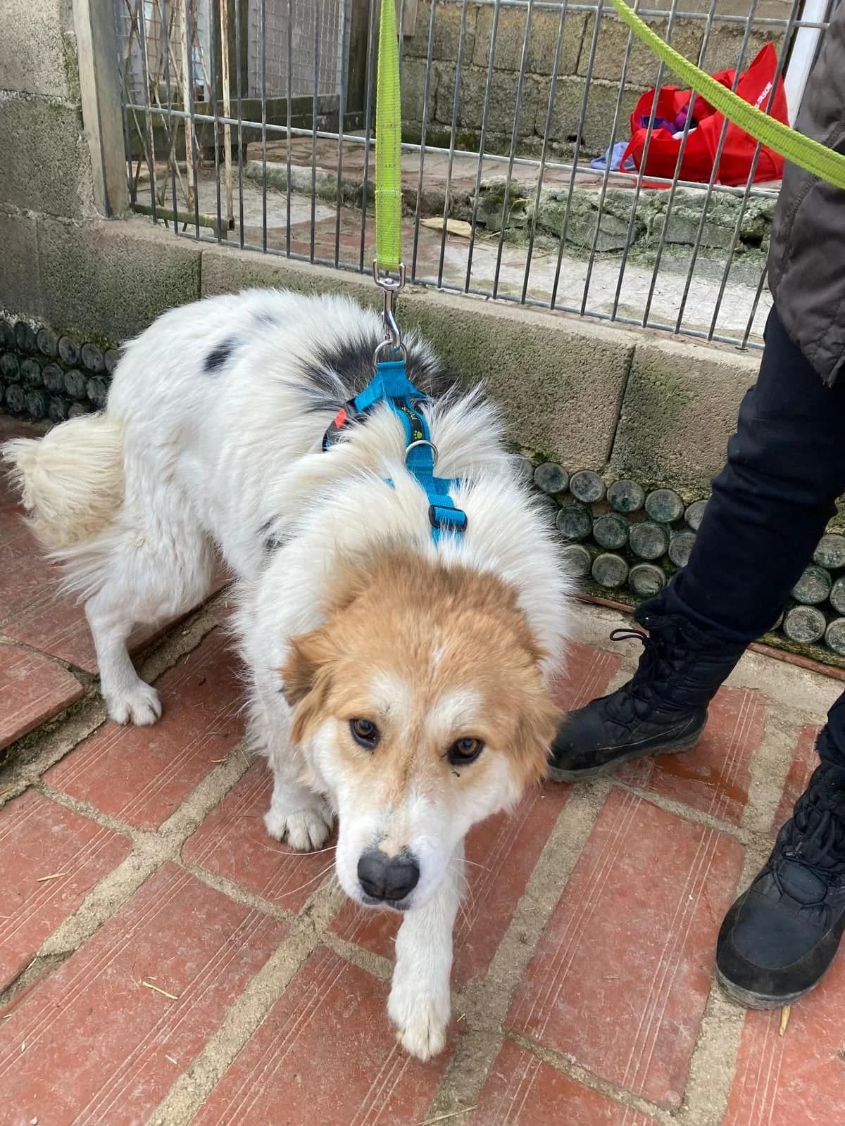 Pasha, female 5yo Mixed Breed for adoption at Stichting Woozy