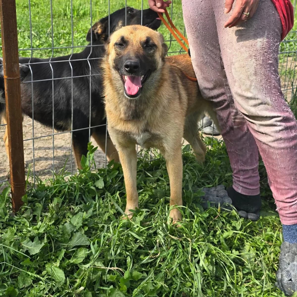 Raya, female young Mixed Breed for adoption at Stichting Woozy