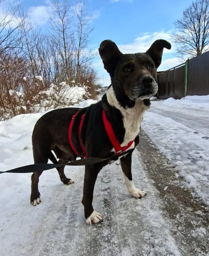 Rinna, female Mixed Breed for adoption at Stichting Woozy