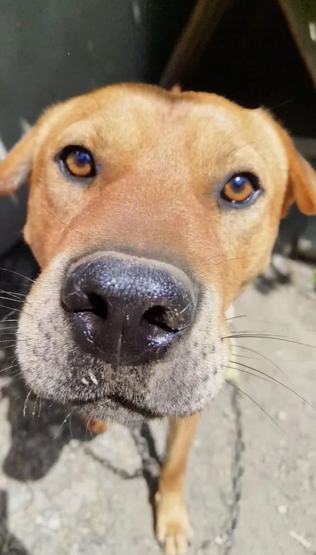 Roki, male 3yo Mixed Breed for adoption at Stichting Woozy