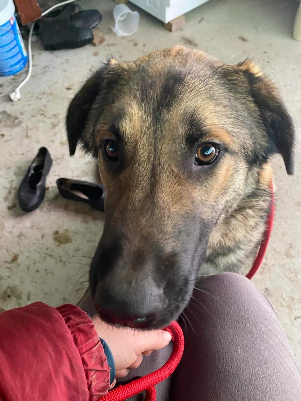 Romeo, male young Mixed Breed for adoption at Stichting Woozy