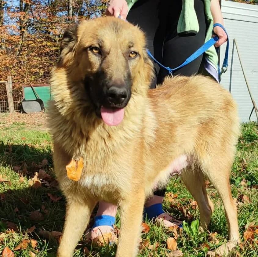 Rue, female young Mixed Breed for adoption at Stichting Woozy