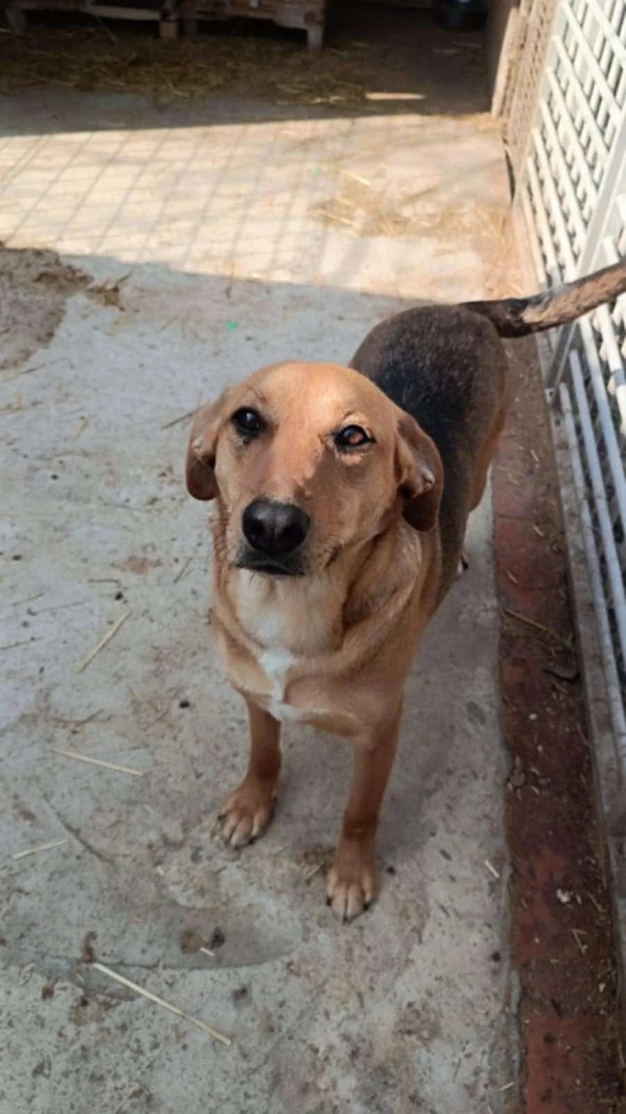 Tara, female 5yo Mixed Breed for adoption at Stichting Woozy