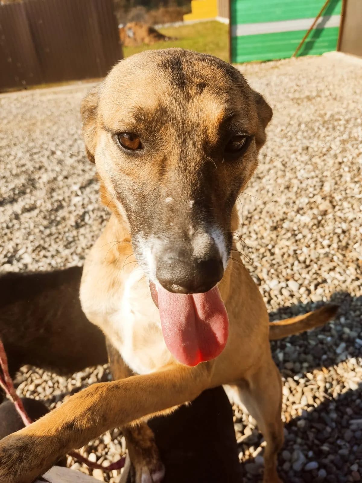 Tiga, female 3yo Mixed Breed for adoption at Stichting Woozy