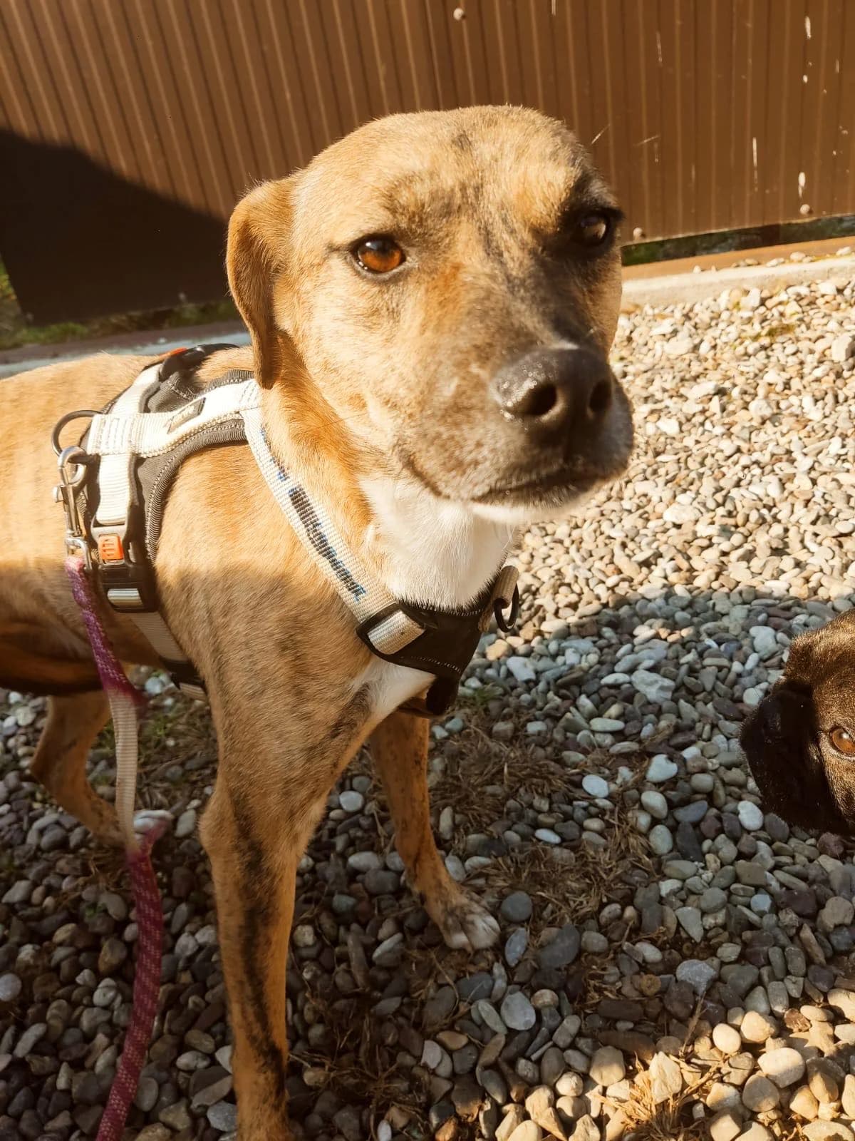 Tigy, male 3yo Mixed Breed for adoption at Stichting Woozy