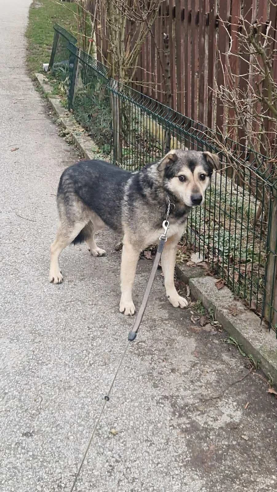 Tino, male Mixed Breed for adoption at Stichting Woozy