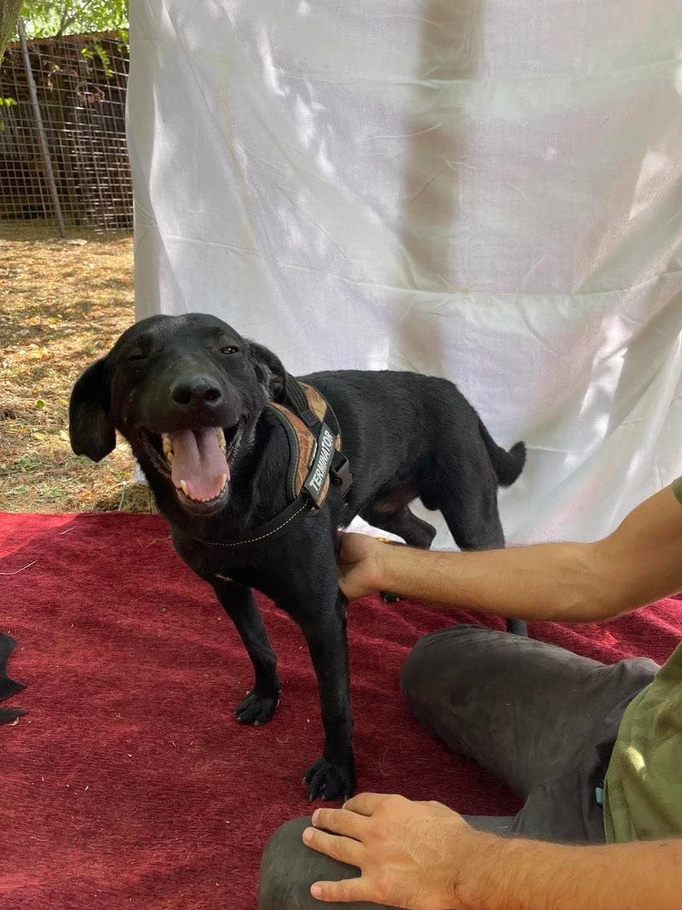 Tomo, male 4yo Mixed Breed for adoption at Stichting Woozy