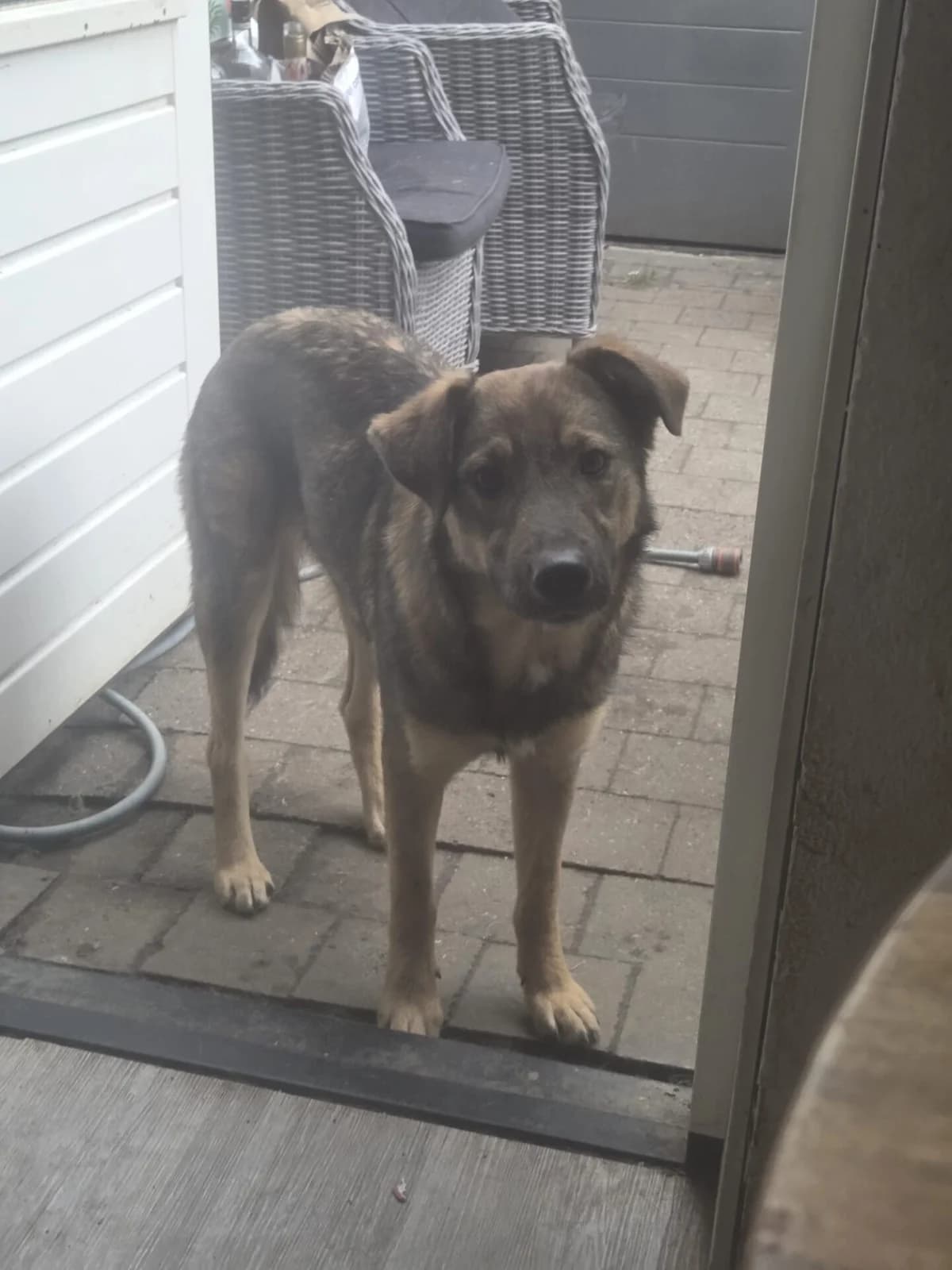 Topaz, male puppy Mixed Breed for adoption at Stichting Woozy